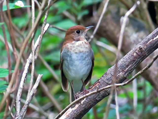 Veery by Keith Watson